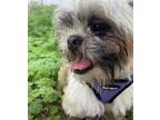 Adopt Wally a Shih Tzu