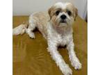 Adopt EDDIE a Lhasa Apso