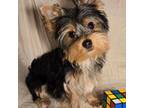 Yorkshire Terrier Puppy for sale in Cleburne, TX, USA