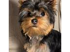 Yorkshire Terrier Puppy for sale in Cleburne, TX, USA