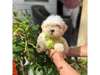 Maltipoo