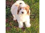 Petite-mini Goldendoodle Mint