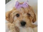 Mutt Puppy for sale in Winona, MN, USA