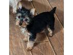 Yorkshire Terrier Puppy for sale in Charlton, MA, USA