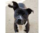 Adopt PLINKO a Pit Bull Terrier