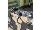 Adopt SUNNY a German Shorthaired Pointer