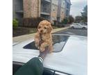 Poodle (Toy) Puppy for sale in Rockville, MD, USA
