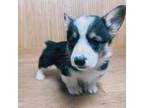 Pembroke Welsh Corgi Puppy for sale in San Diego, CA, USA