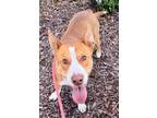 Adopt MASON a Pit Bull Terrier, Husky