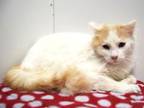 Adopt ZANDER a Domestic Medium Hair