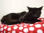 Adopt XAVIER a Domestic Medium Hair