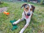 Adopt GOMER a English Coonhound