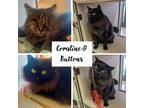 Adopt Coraline & Buttons a Domestic Long Hair, Maine Coon
