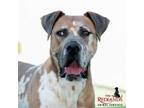 Adopt TINY a Great Dane, Mixed Breed