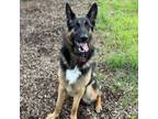 Adopt Bruno a German Shepherd Dog