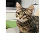 Adopt Walnut a Tabby