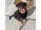 Adopt Caesar a Rottweiler