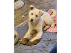 Adopt NAMU a Jindo, Terrier