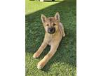 Adopt SUNSHINE a Jindo, Shiba Inu