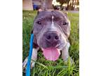 Adopt Lil Moe a Pit Bull Terrier, Mixed Breed