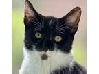 Adopt Paddy a Domestic Short Hair