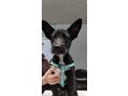 Adopt Oliver a Cattle Dog, Terrier