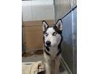 Adopt Hardy a Husky, Mixed Breed