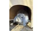 Adopt OZZY OZBUN a Mini Lop