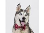 Adopt PAUL a Siberian Husky