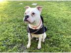 Adopt GLEN a Pit Bull Terrier, Mixed Breed