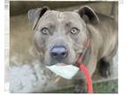 Adopt COCO a Pit Bull Terrier