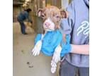 Adopt 402721 a Pit Bull Terrier