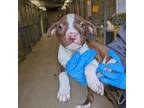 Adopt 402719 a Pit Bull Terrier
