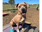 Adopt VELVET a Pit Bull Terrier, Mixed Breed