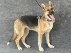 Adopt SCOUT a German Shepherd Dog, Mixed Breed