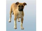 Adopt A131616 a German Shepherd Dog, Mixed Breed