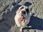 Adopt Gus a Great Pyrenees