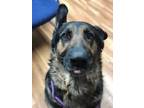 Adopt Max a German Shepherd Dog