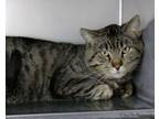 Adopt Wade a Domestic Short Hair