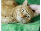 Adopt Mr. O a Tabby