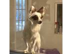 Adopt Meshach a Papillon