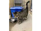 Adopt Bandit a Domestic Short Hair