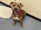 Adopt MILO a American Staffordshire Terrier, Mixed Breed