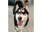 Adopt Hunter a Siberian Husky