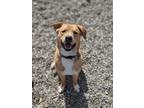 Adopt Scooter a Mixed Breed