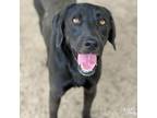 Adopt Tank a Labrador Retriever, Retriever