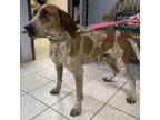Adopt Barnaby a English Coonhound