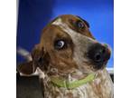 Adopt Barnaby a English Coonhound