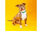 Adopt Bleu a Pit Bull Terrier