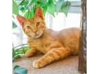 Adopt Ronan (bonded with Laredo) a Domestic Short Hair